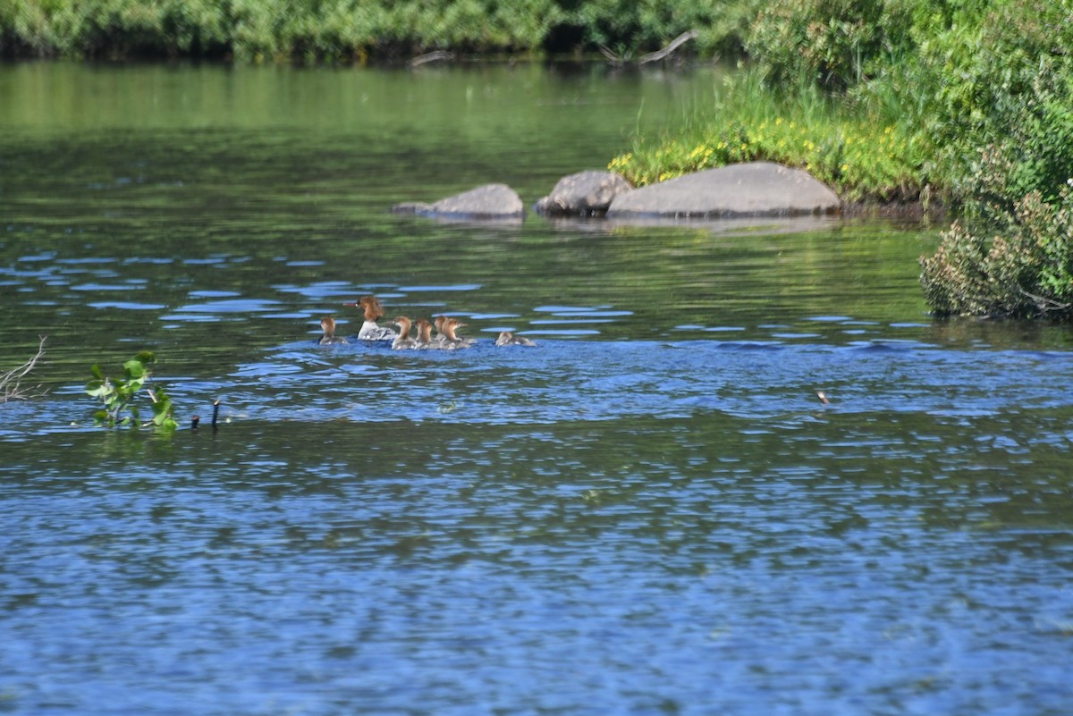 Gänsesäger - ML645966541