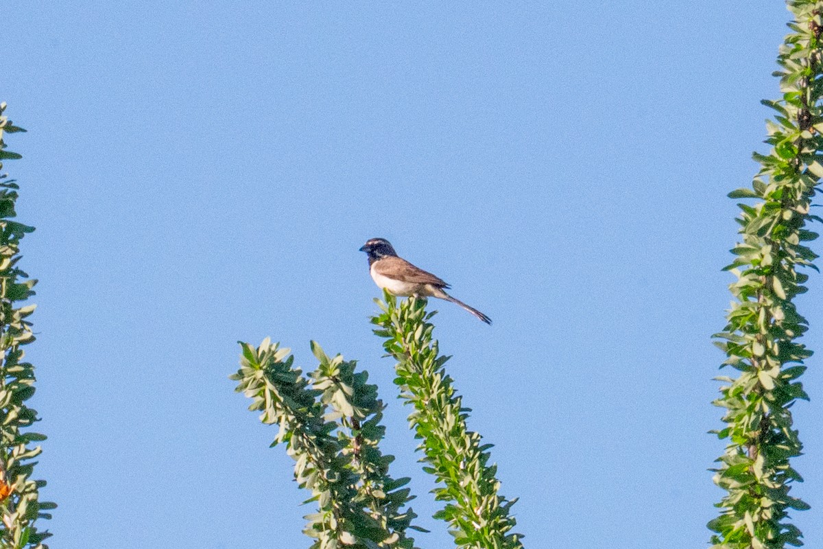 Black-throated Sparrow - ML645966545