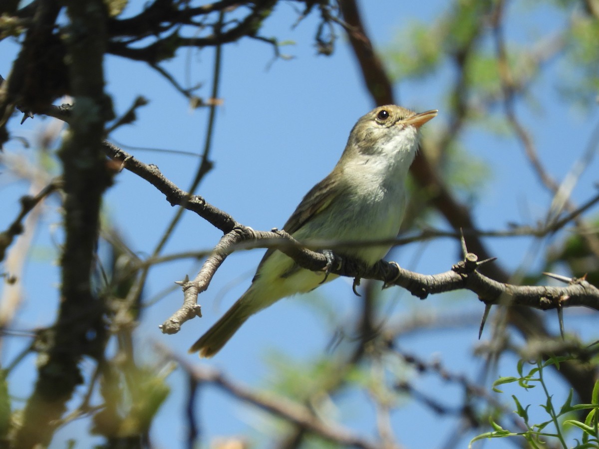 Fulvous-crowned Scrub-Tyrant - ML645966552