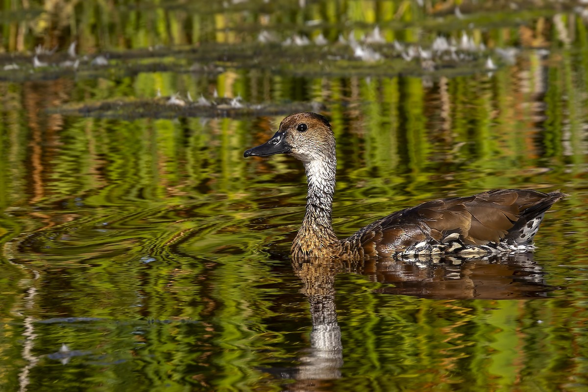 Kubapfeifgans - ML645966562