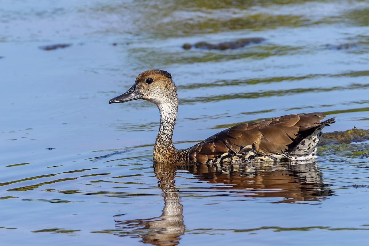 Kubapfeifgans - ML645966563