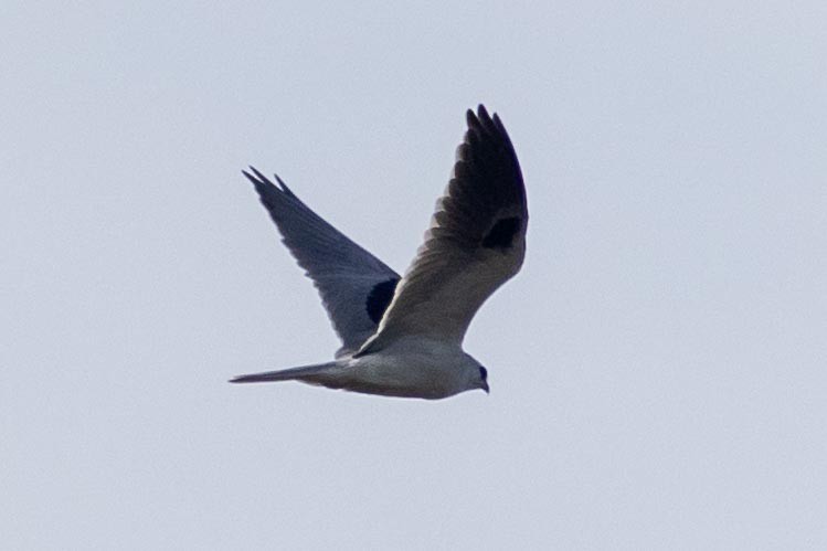 Weißschwanzaar - ML645966566