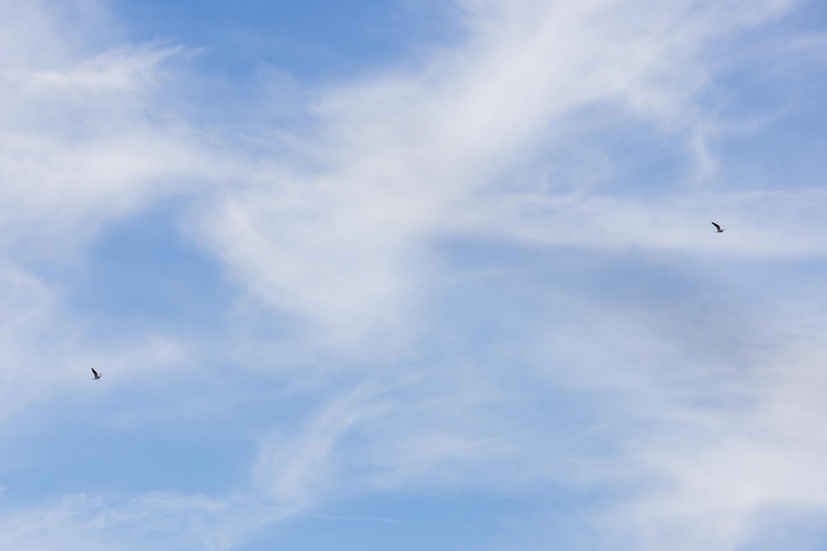 Weißschwanzaar - ML645966567