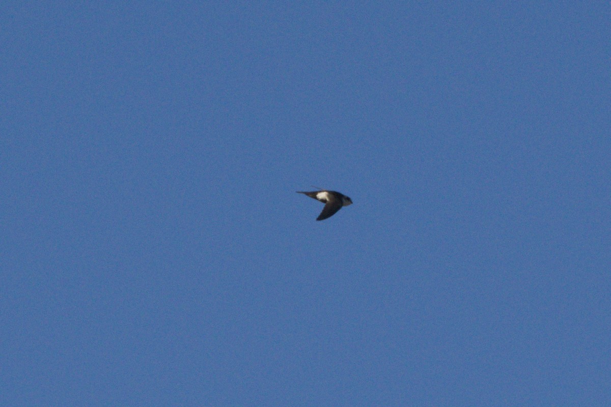 Weißbrustsegler - ML645966568