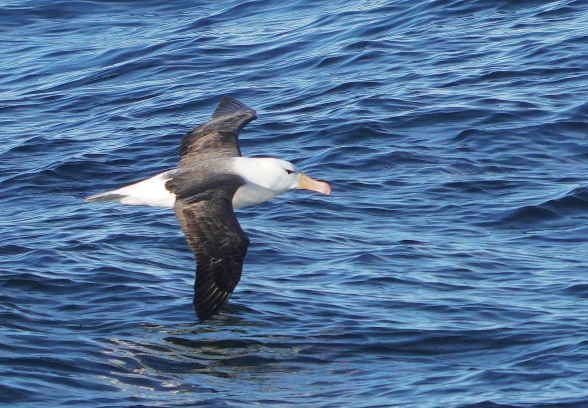 Schwarzbrauenalbatros - ML645966569