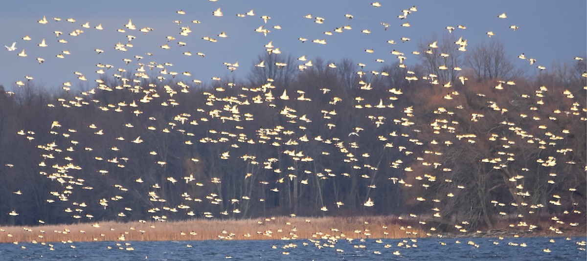 Common Merganser - ML645966570