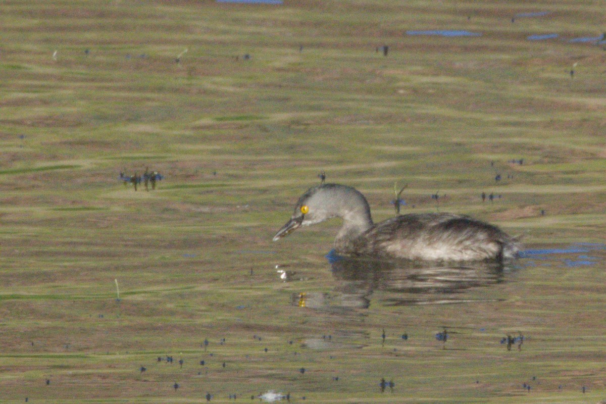 Schwarzkopf-Zwergtaucher - ML645966571