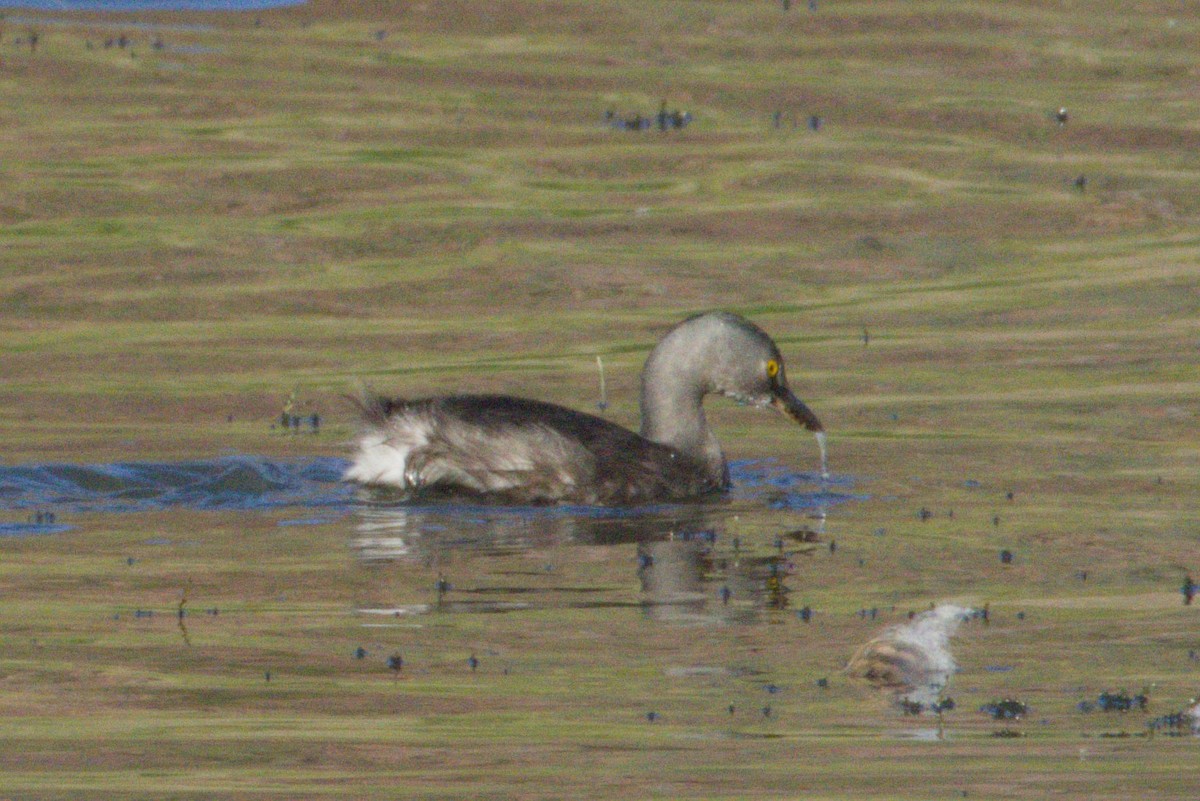 Schwarzkopf-Zwergtaucher - ML645966572