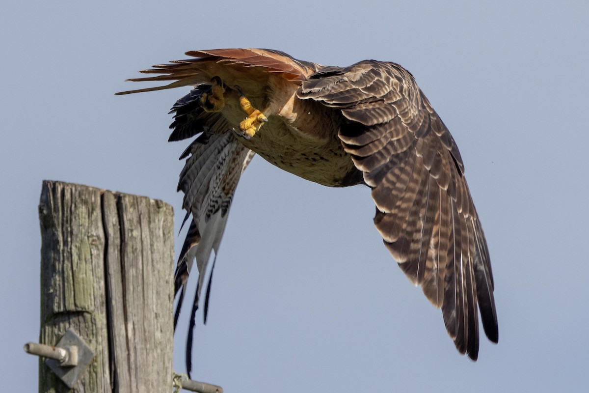 Rotschwanzbussard - ML645966574