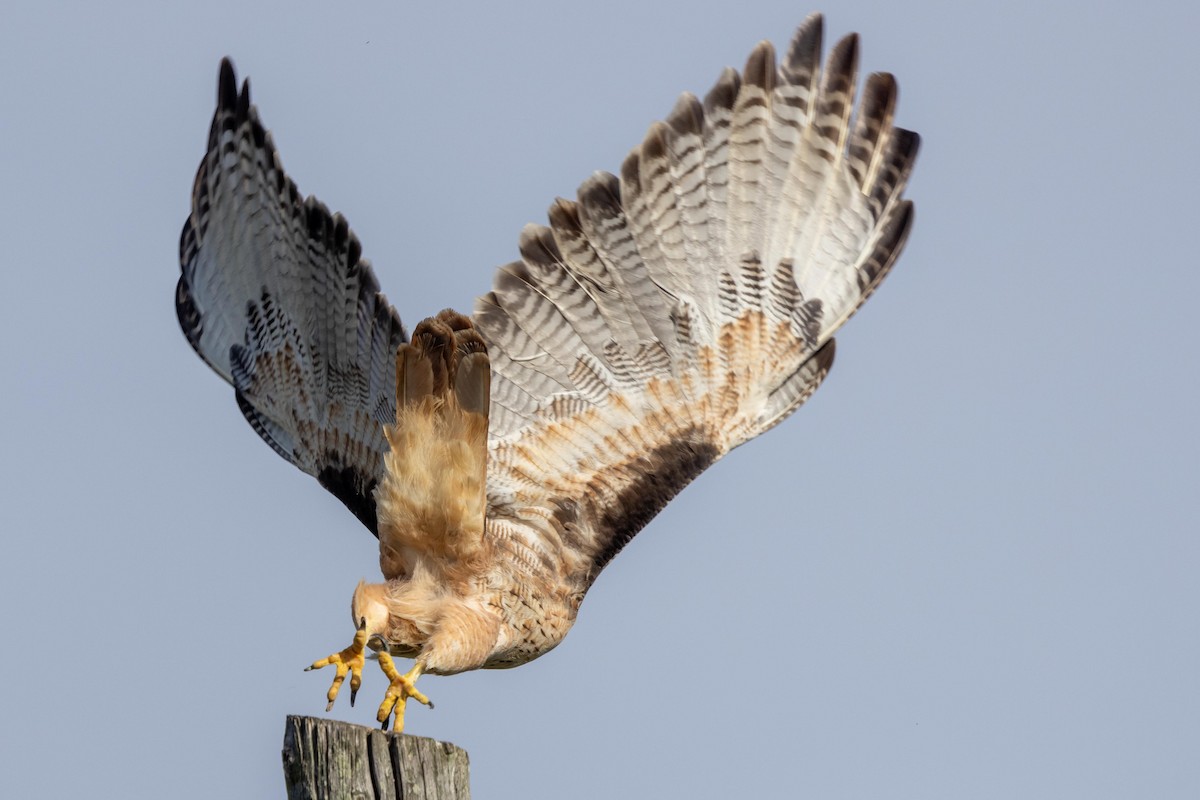 Rotschwanzbussard - ML645966575