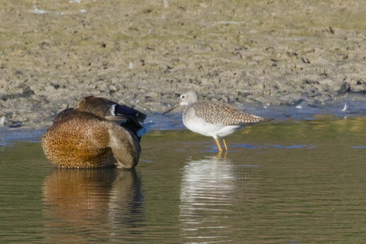 Tüpfelgelbschenkel - ML645966576