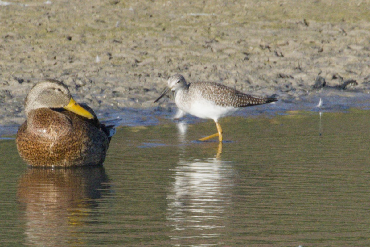 Tüpfelgelbschenkel - ML645966577