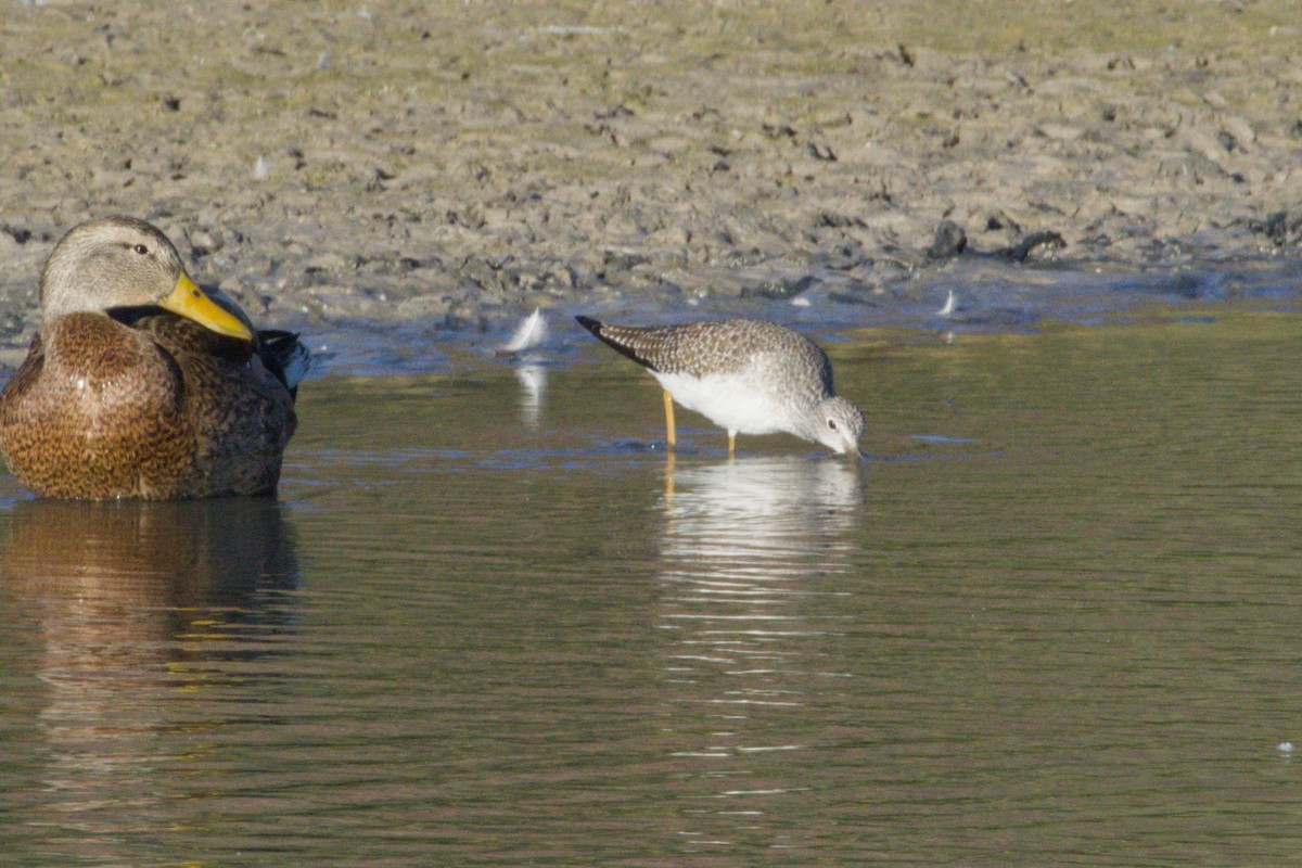 Tüpfelgelbschenkel - ML645966578