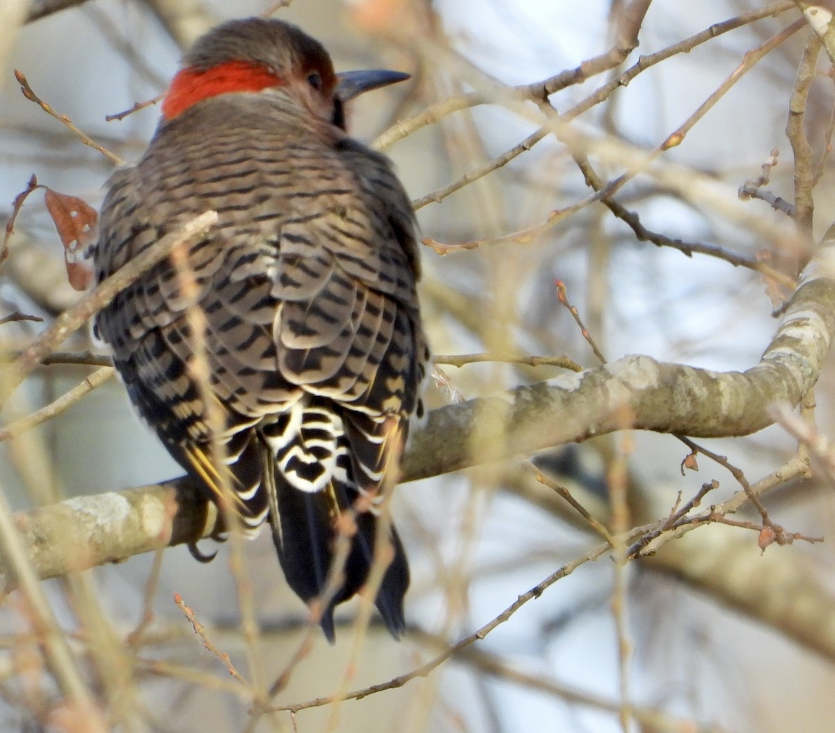 Goldspecht - ML645966579