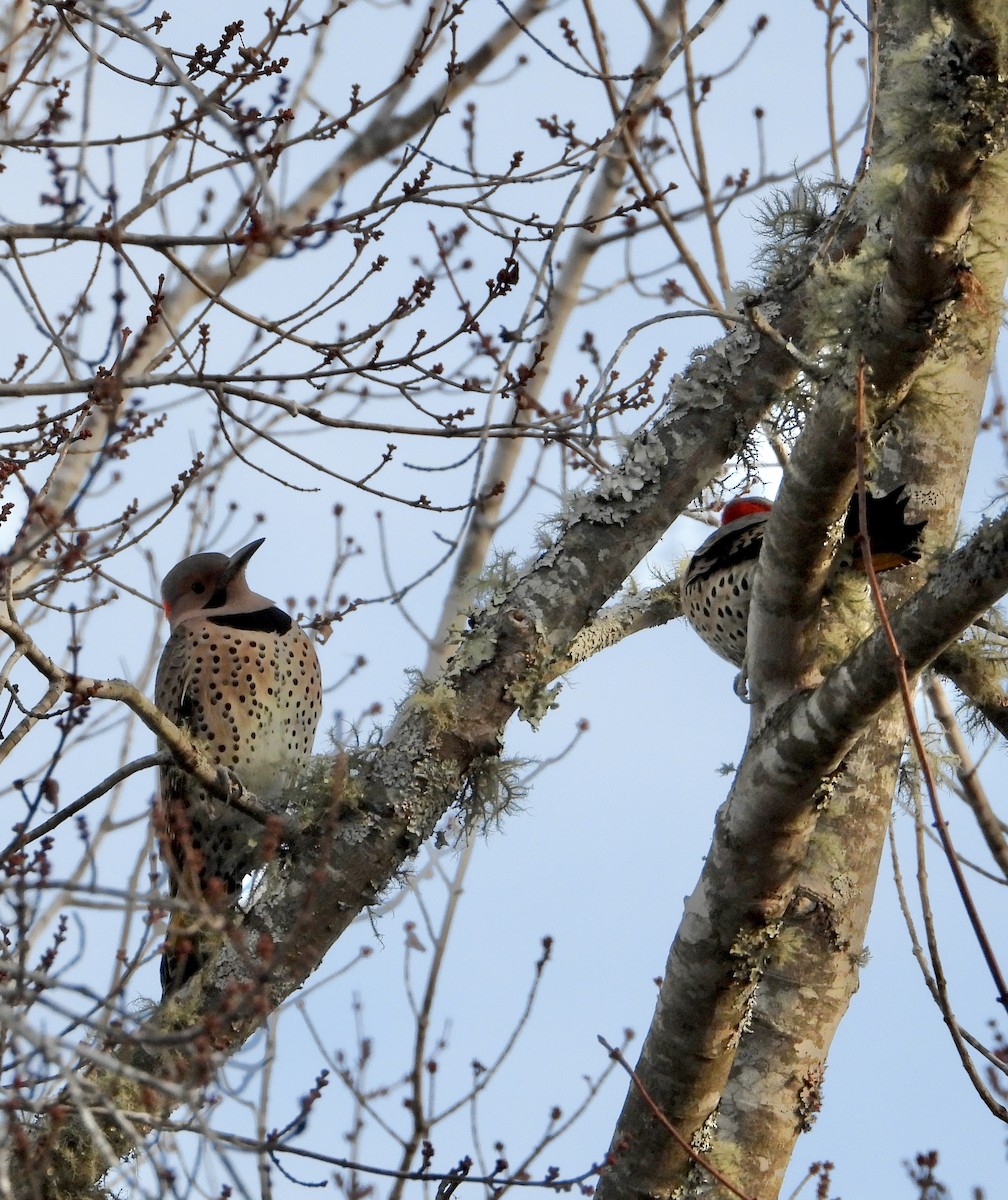 Goldspecht - ML645966580