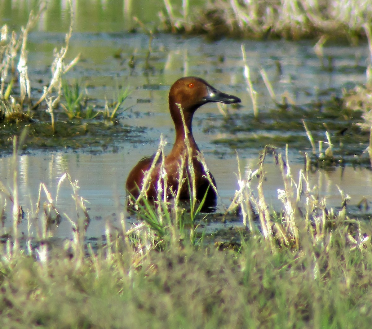 Zimtente - ML645966584