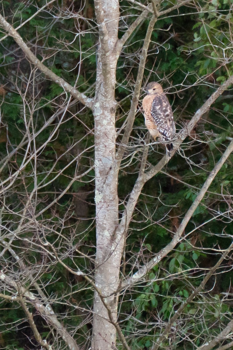 Rotschulterbussard - ML645966585