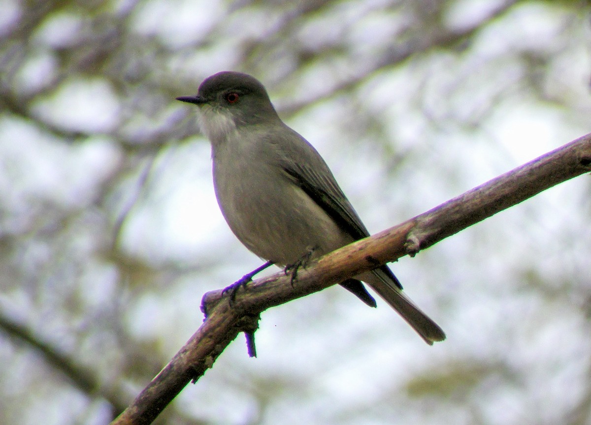 Feueraugen-Scheckentyrann - ML645966586