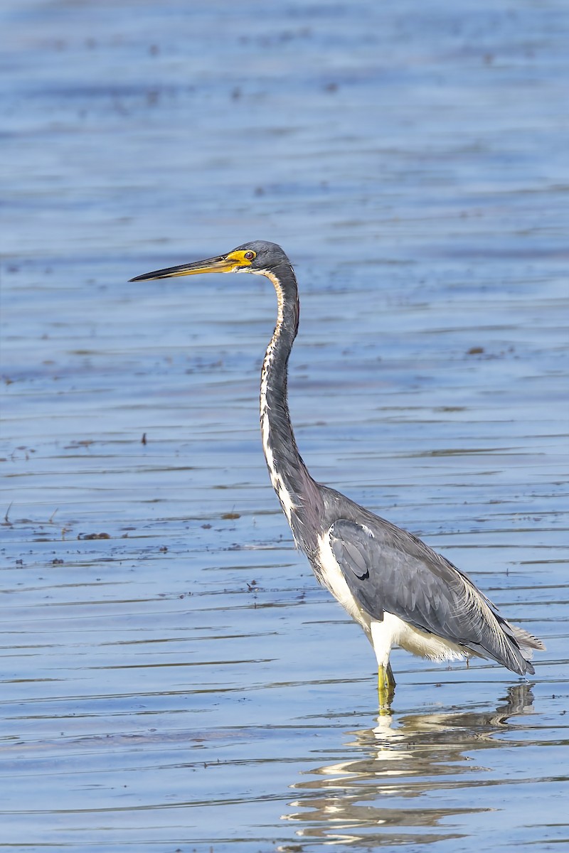 Dreifarbenreiher - ML645966587