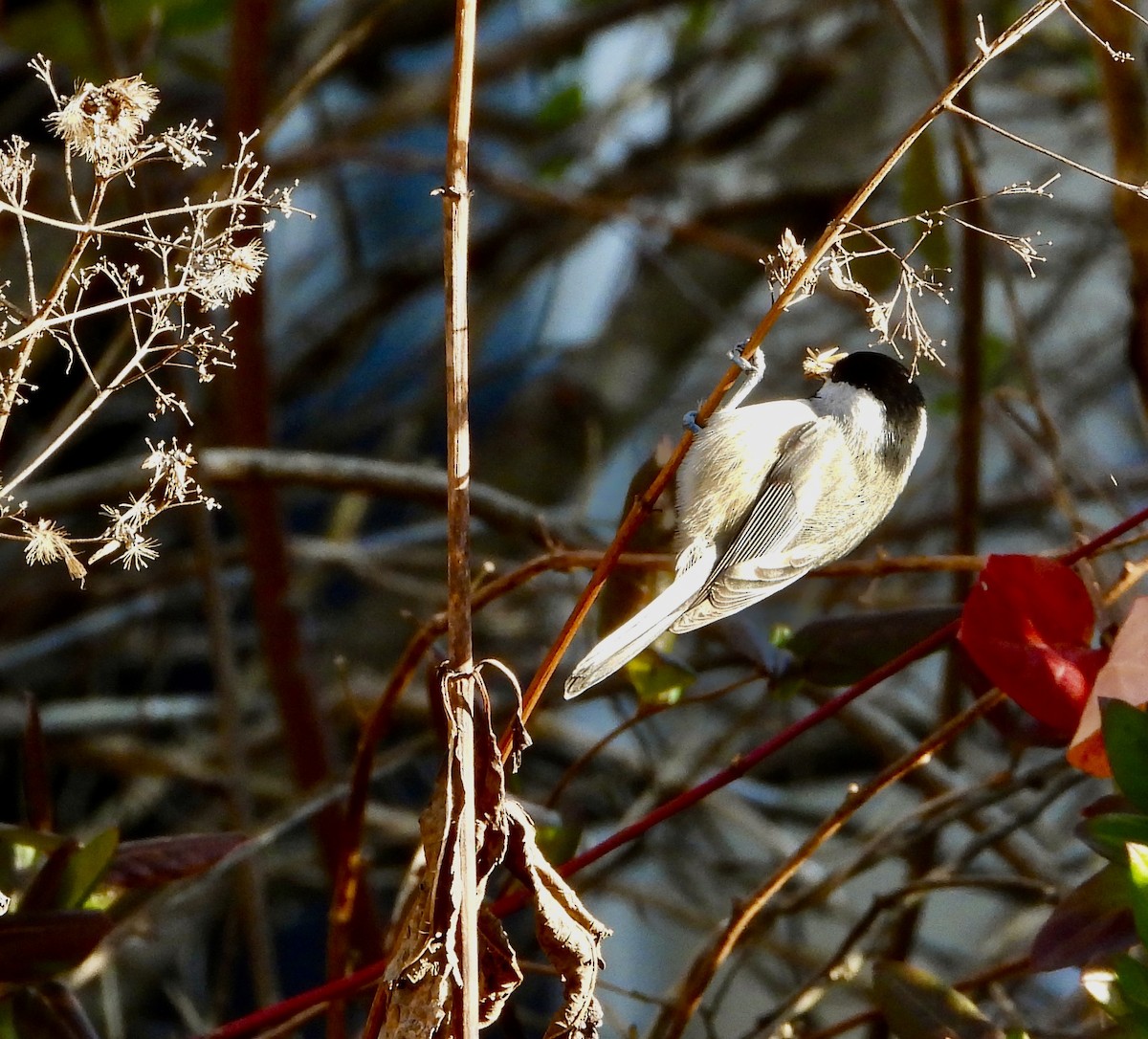 Carolinameise - ML645966591