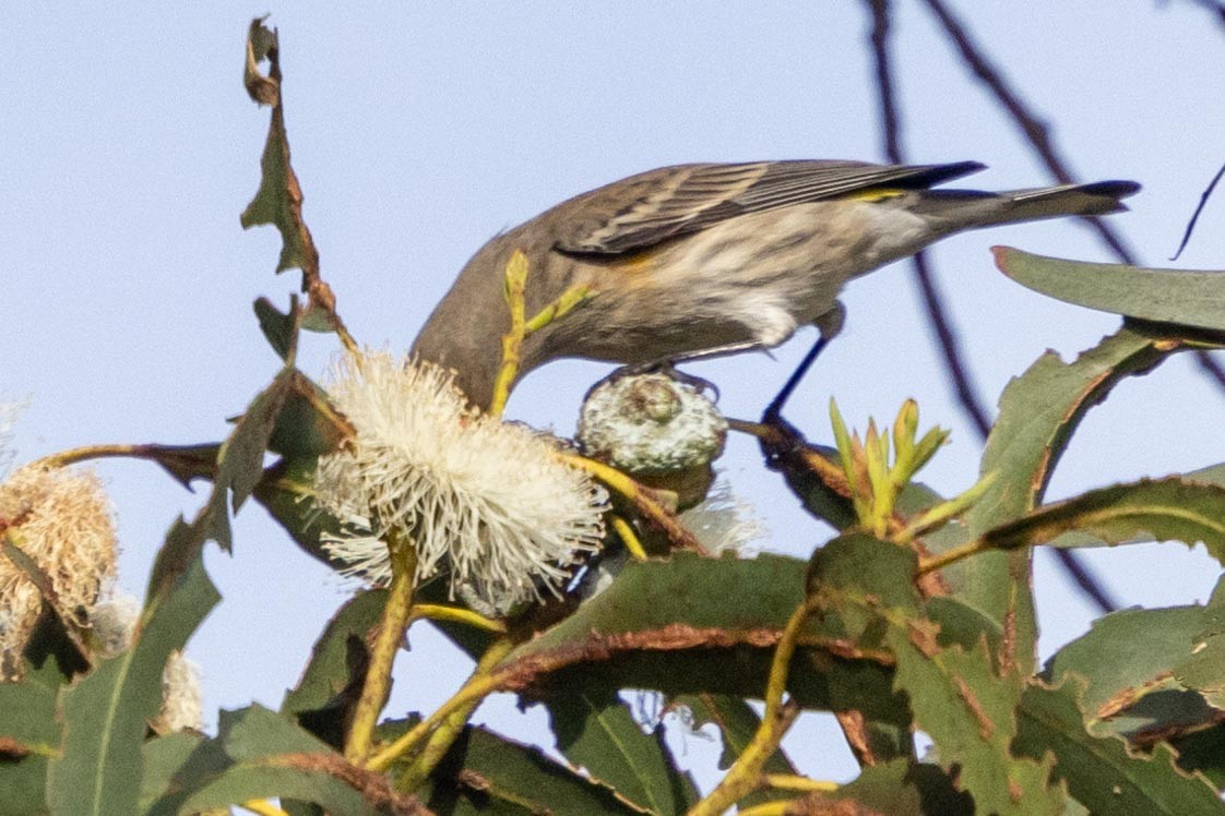 Kronenwaldsänger (Audubonwaldsänger) - ML645966592
