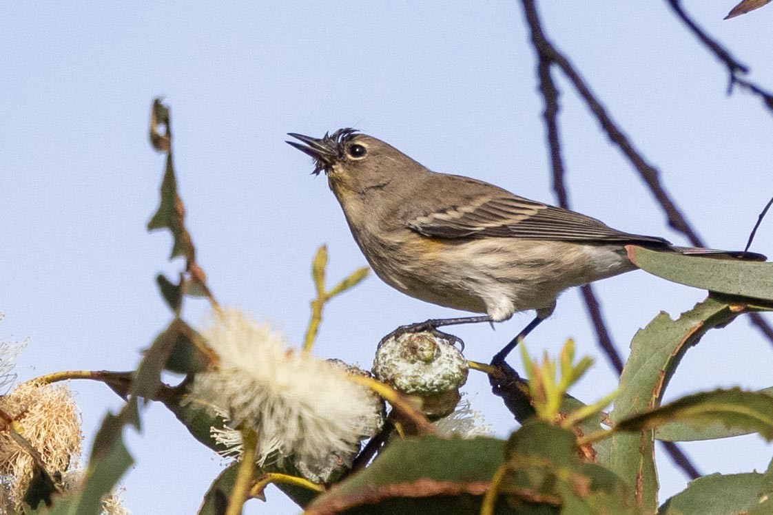 Kronenwaldsänger (Audubonwaldsänger) - ML645966593