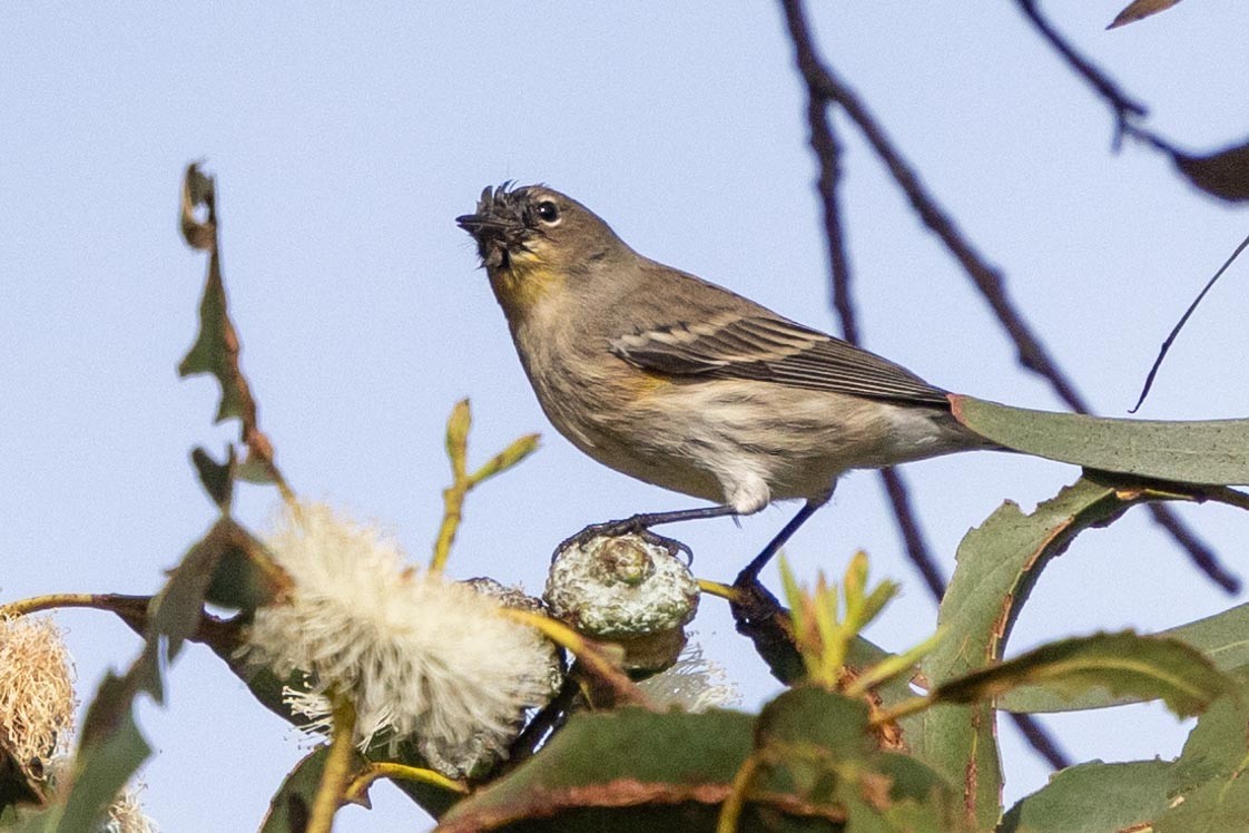 Kronenwaldsänger (Audubonwaldsänger) - ML645966594