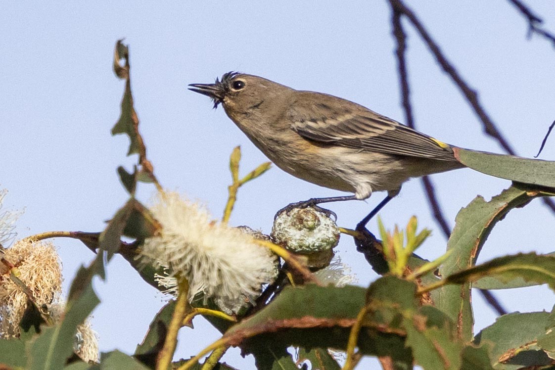 Kronenwaldsänger (Audubonwaldsänger) - ML645966595