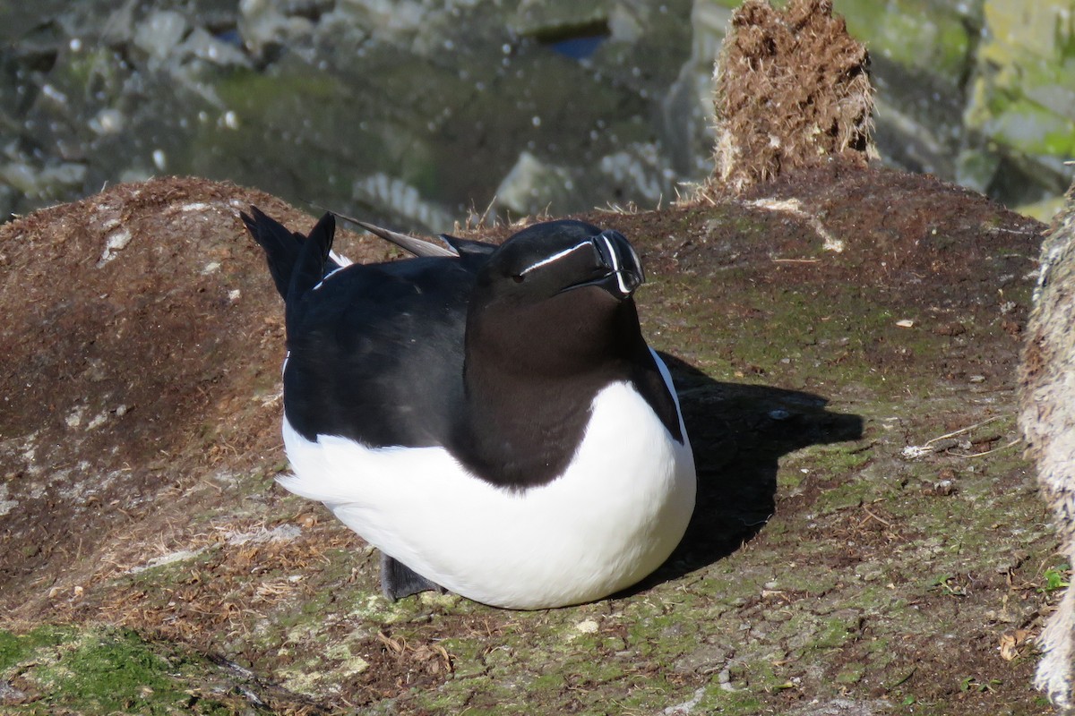 Tordalk - ML645966596