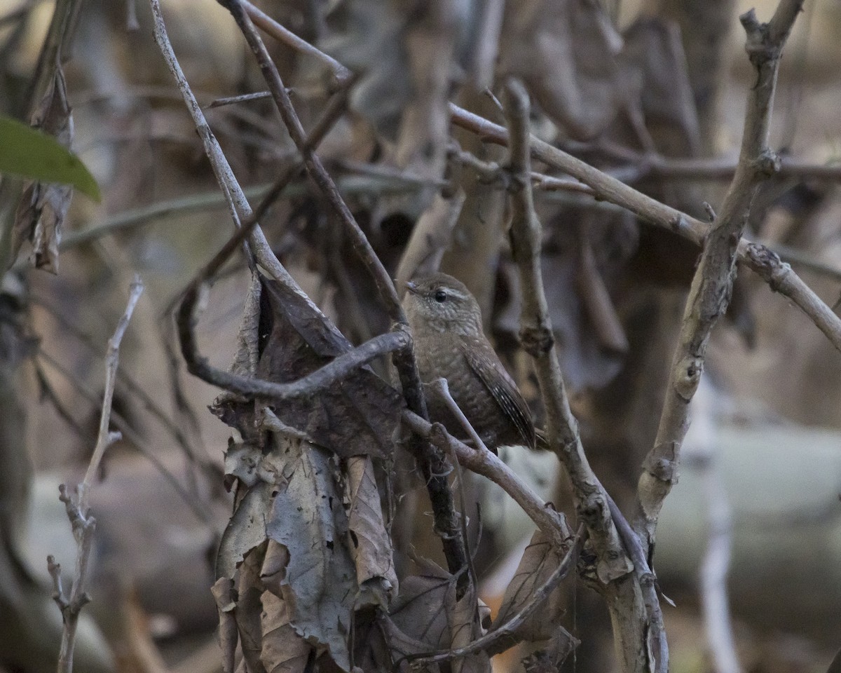 Winter Wren - ML645966599