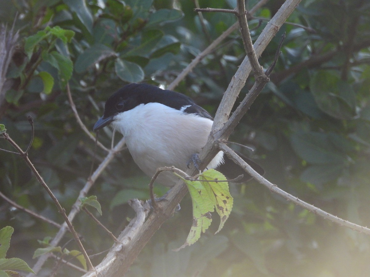Tropical Boubou - ML645966605