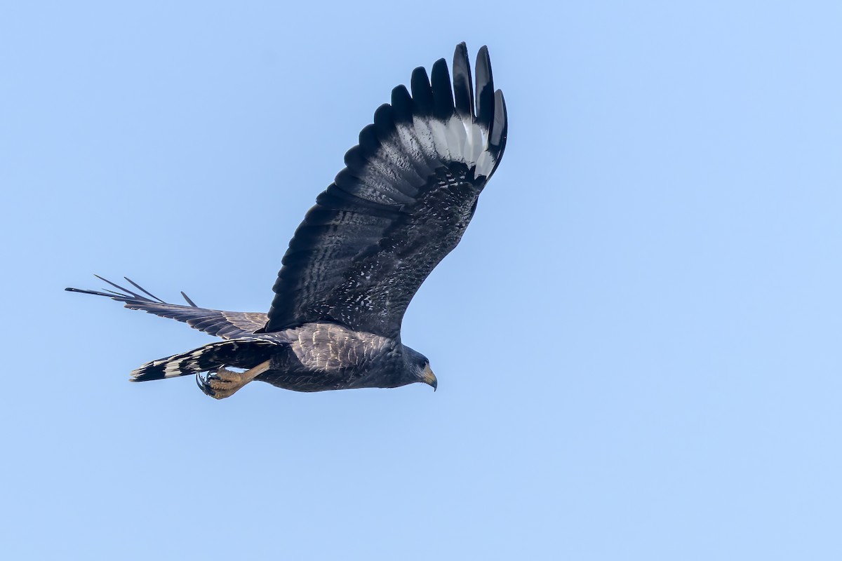 Cuban Black Hawk - ML645966609