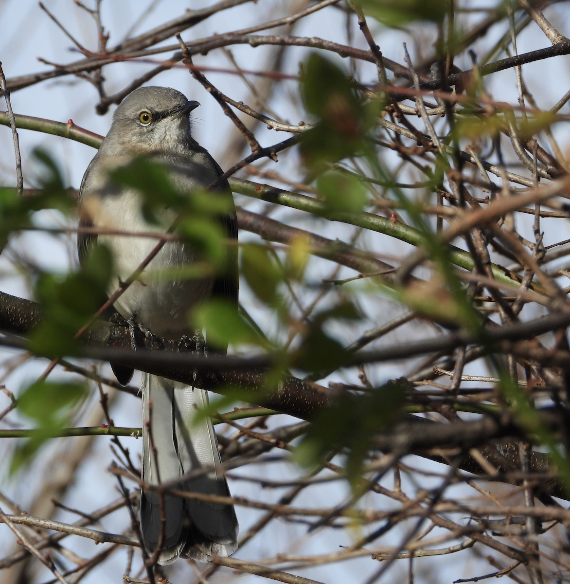 Northern Mockingbird - ML645966610
