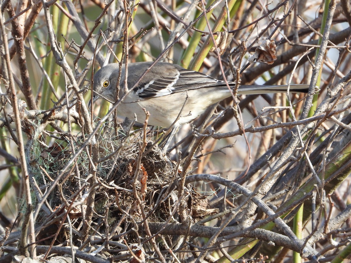 Northern Mockingbird - ML645966611