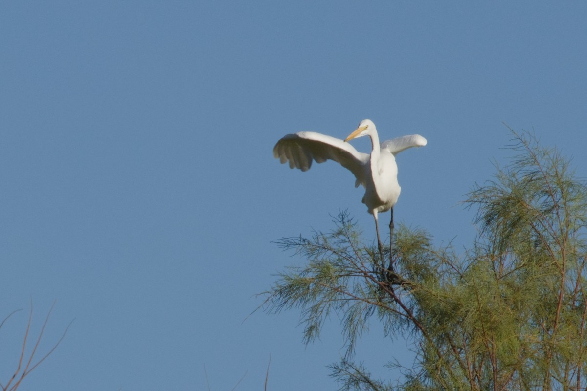 Koartza zuria - ML645966615