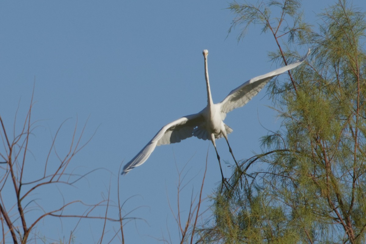 Koartza zuria - ML645966616