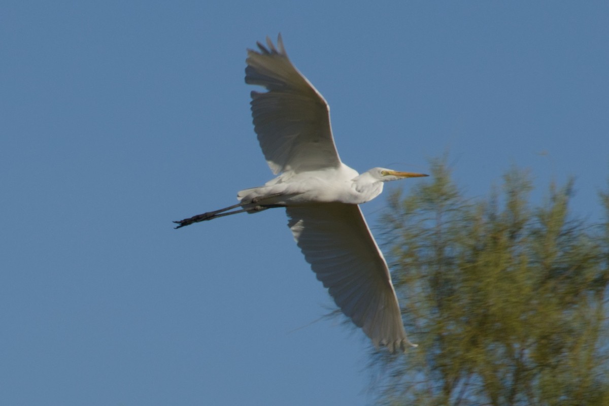 Koartza zuria - ML645966617