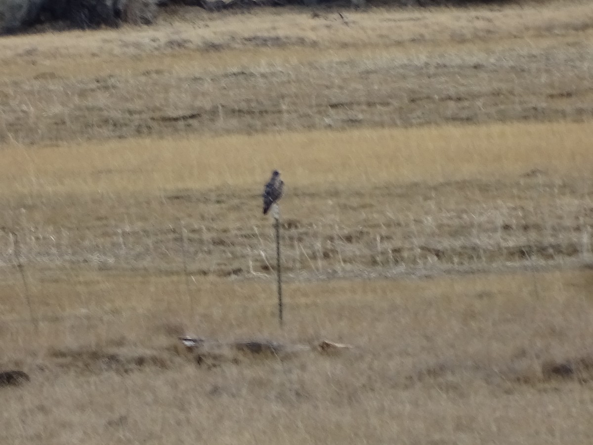 Rough-legged Hawk - ML645966621