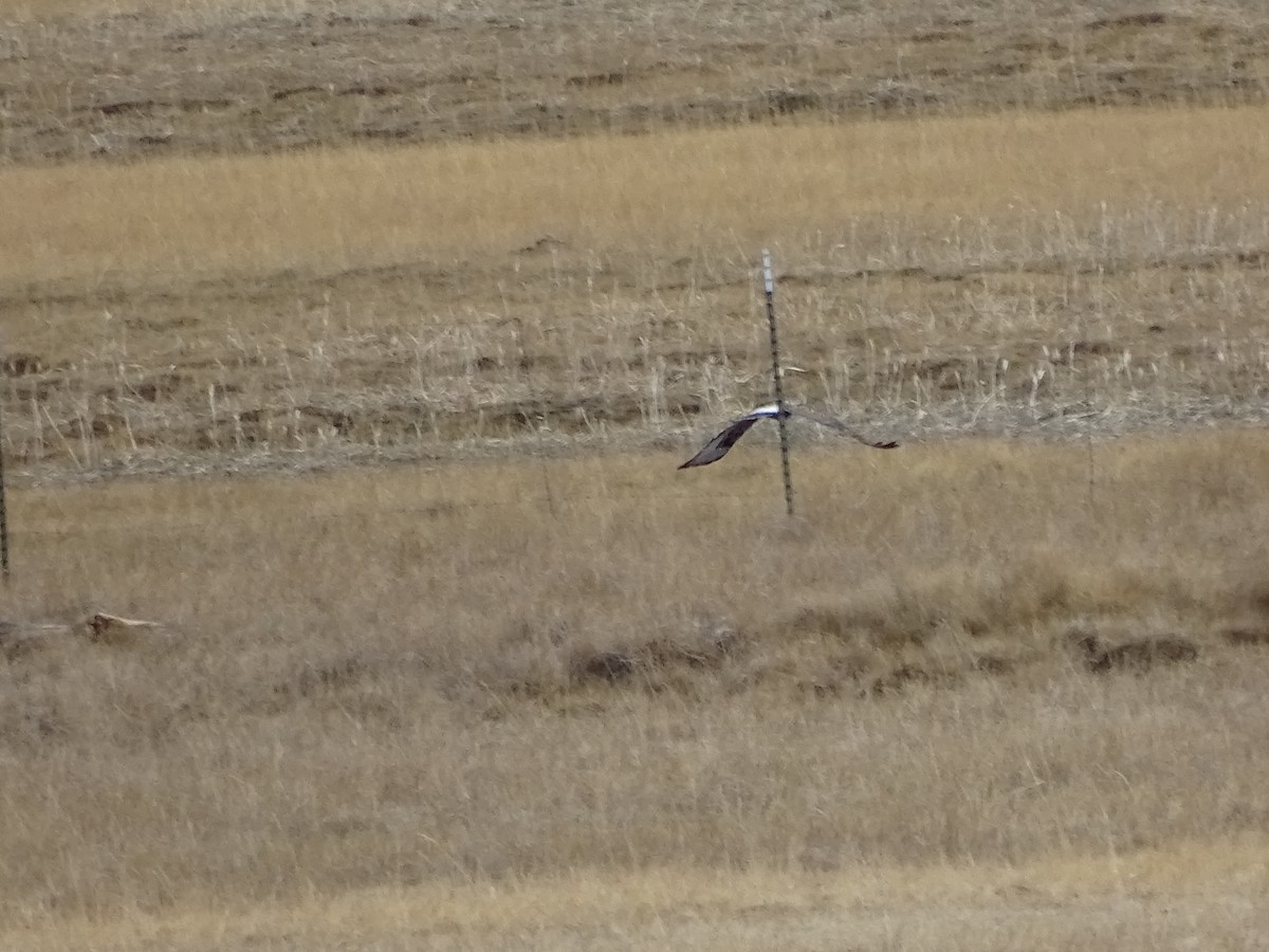 Rough-legged Hawk - ML645966622
