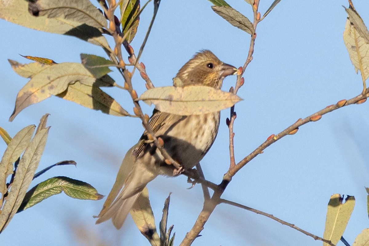 Purple Finch - ML645966626