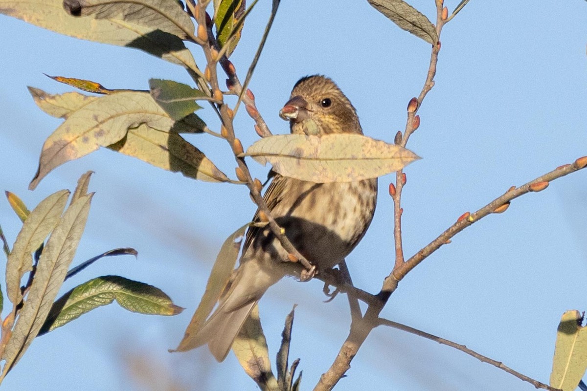 Purple Finch - ML645966627