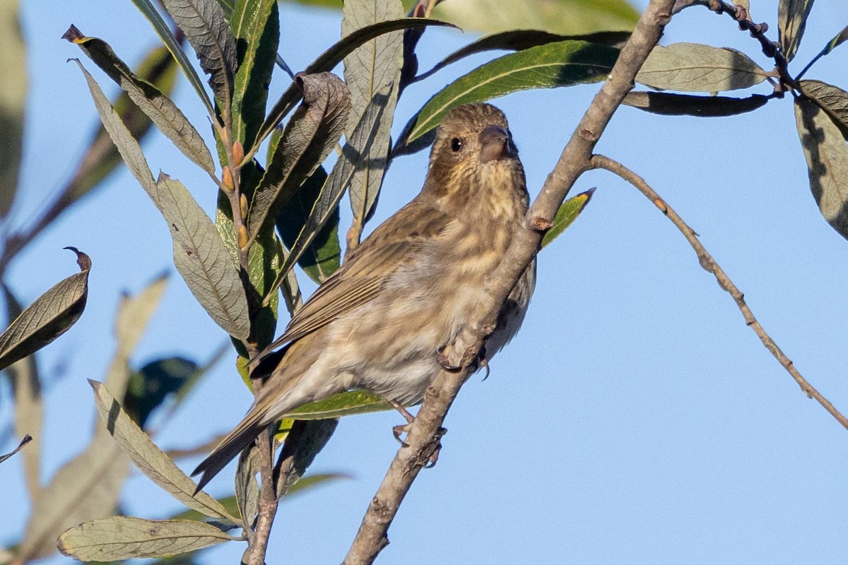 Purple Finch - ML645966628