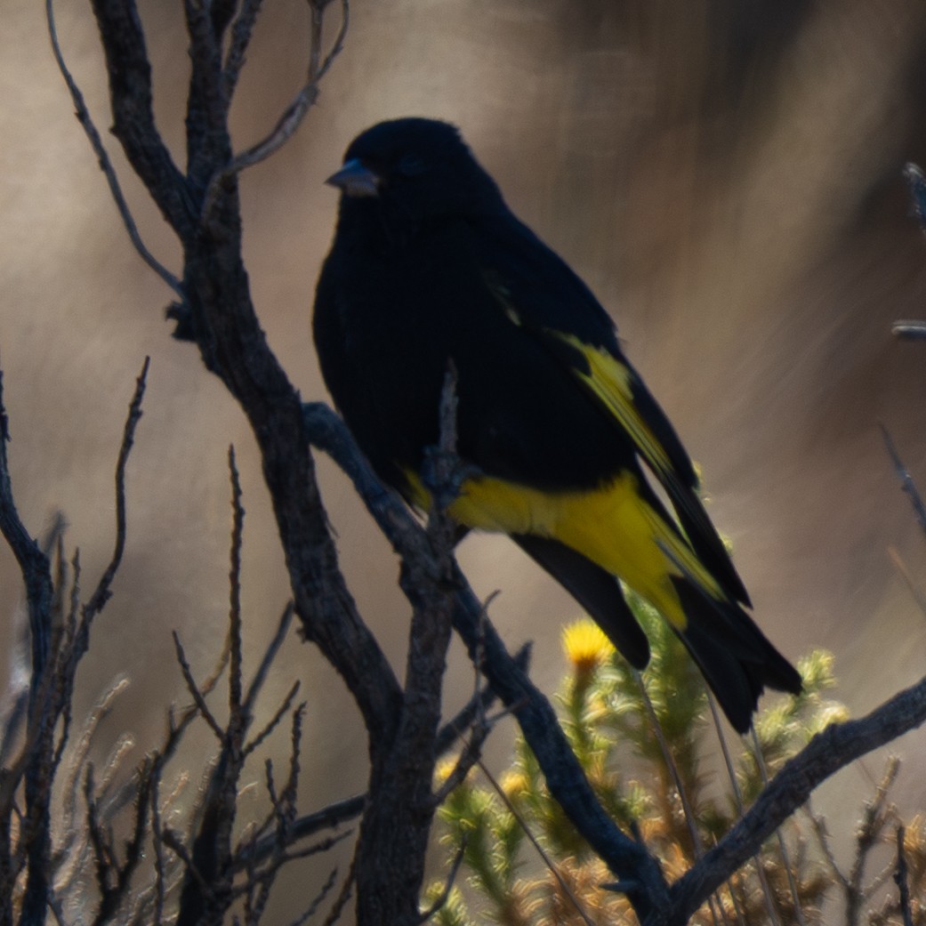 Black Siskin - ML645966637