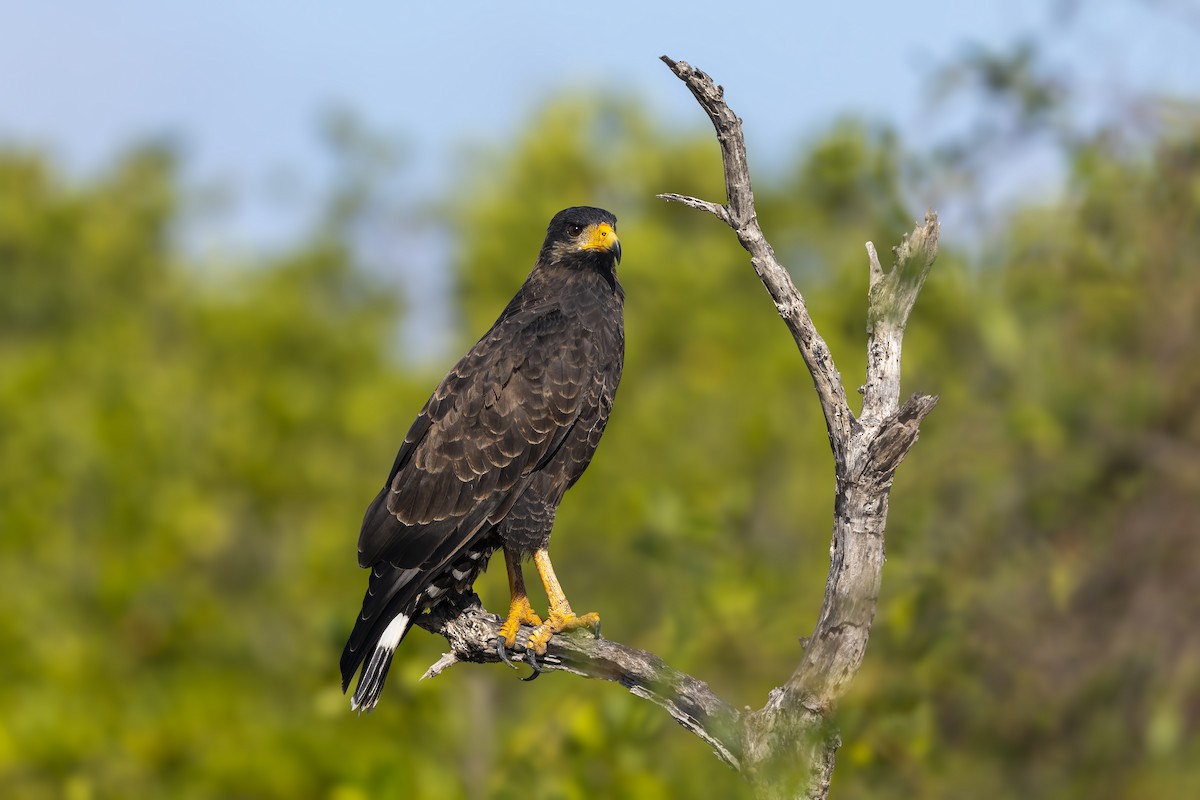 Cuban Black Hawk - ML645966645