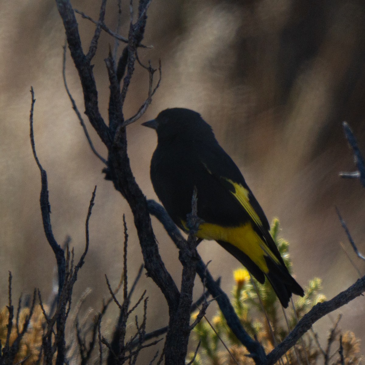 Black Siskin - ML645966647