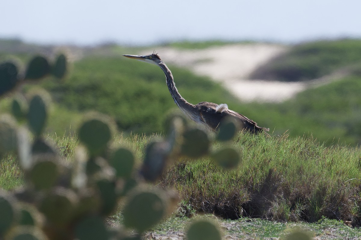 Great Blue Heron - ML645966648