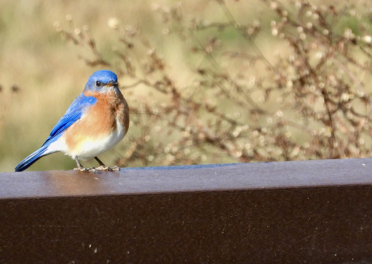 Eastern Bluebird - ML645966654