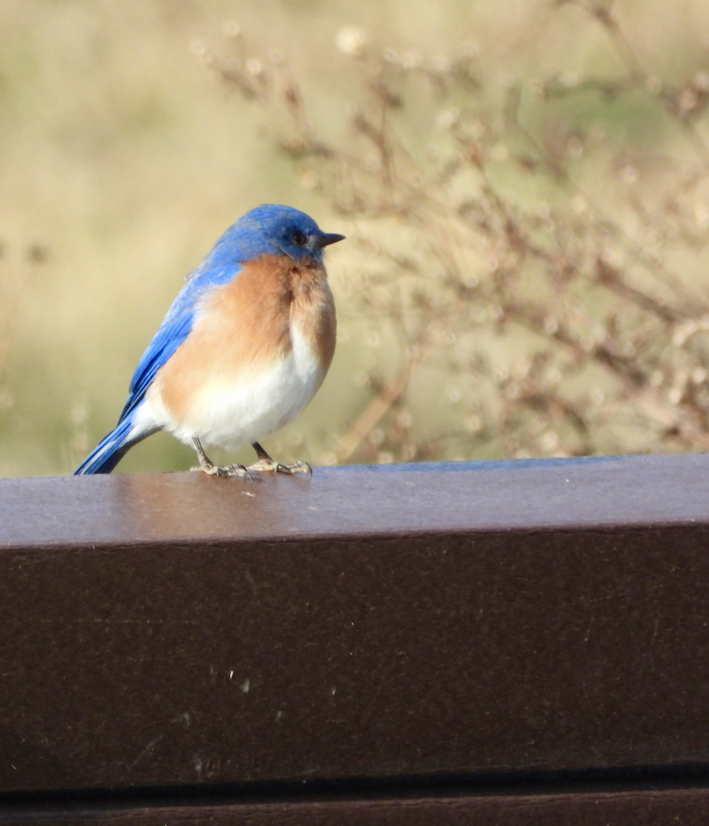 Eastern Bluebird - ML645966655