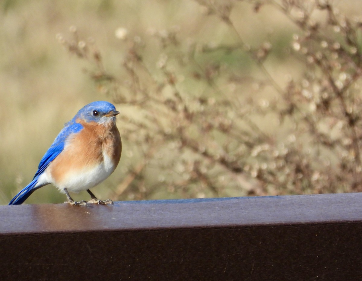 Eastern Bluebird - ML645966656