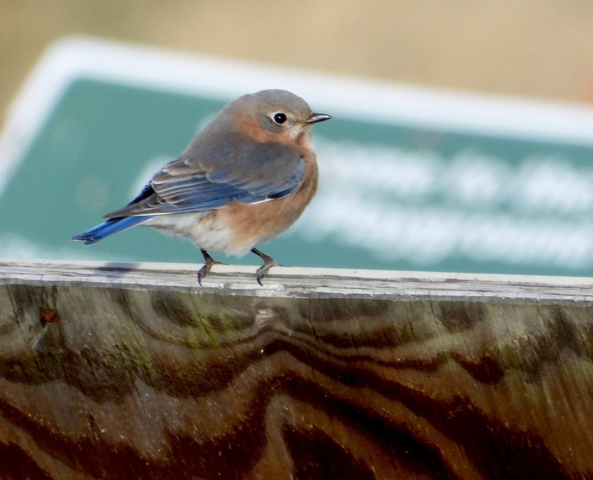 Eastern Bluebird - ML645966658